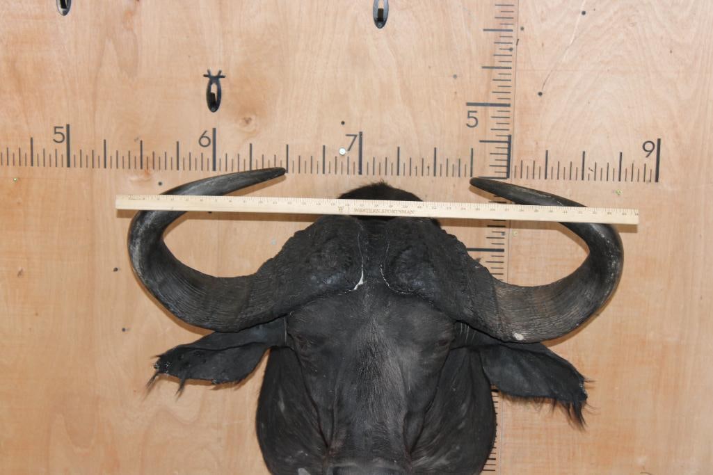 CAPE BUFFALO Shoulder Mount - 7