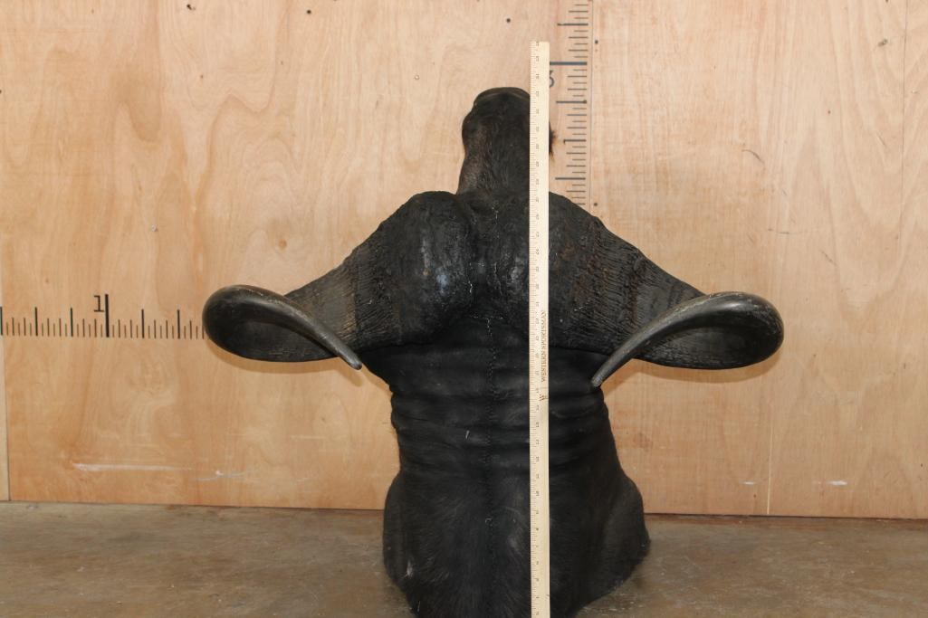 CAPE BUFFALO Shoulder Mount - 8