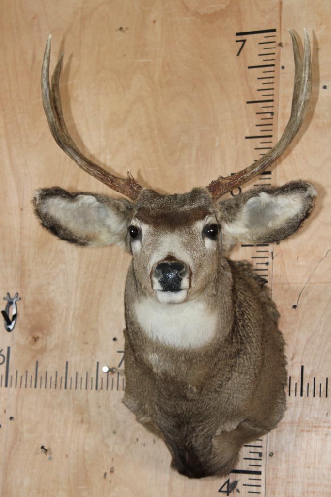 Smaller 4-Point MULE DEER Shoulder Mount: Smaller 4-Point MULE DEER Shoulder Mount with an 18.5" Spread. He is not big but he is in Good Condition. TAXIDERMY 