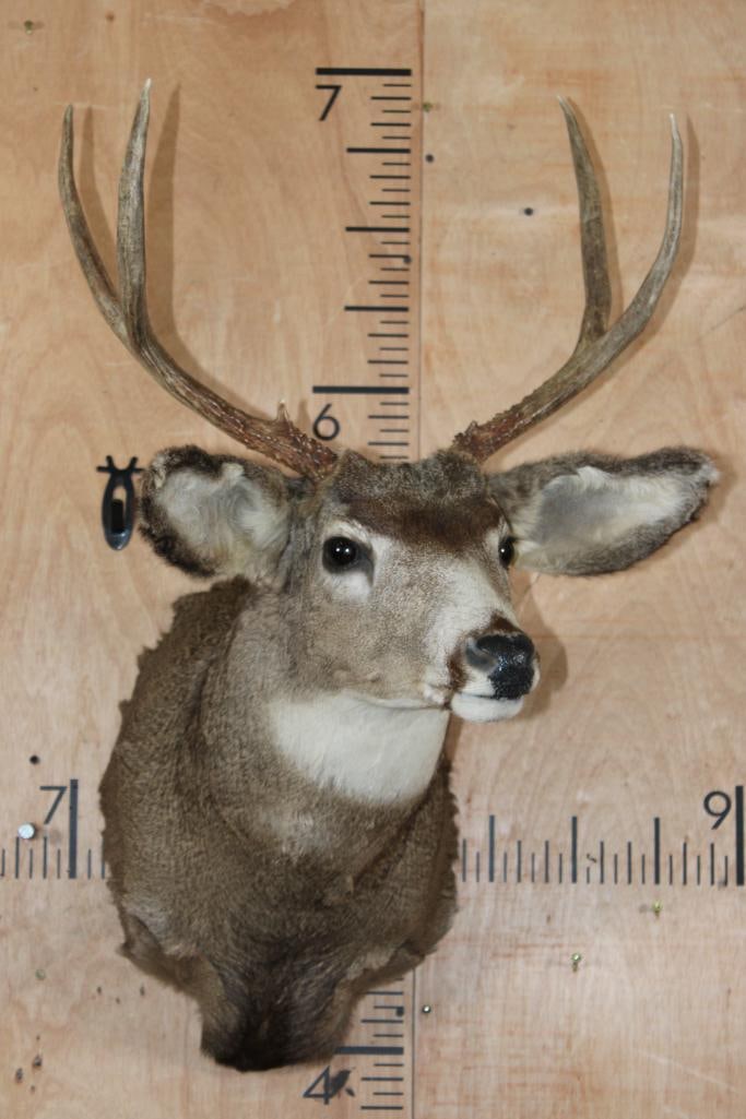 Smaller 4-Point MULE DEER Shoulder Mount - 2