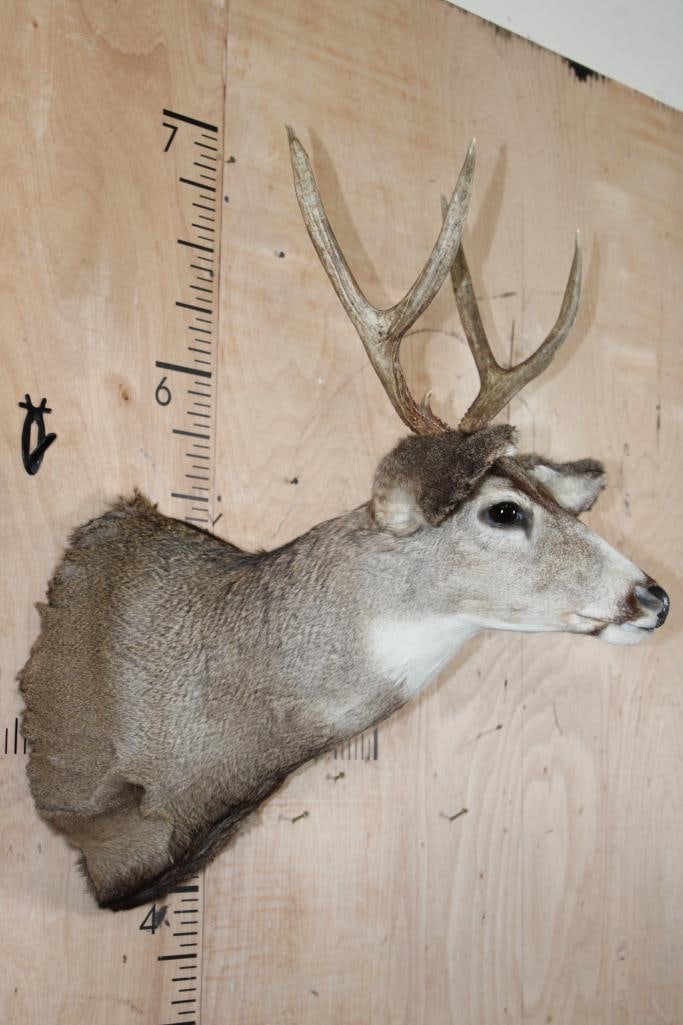 Smaller 4-Point MULE DEER Shoulder Mount - 3