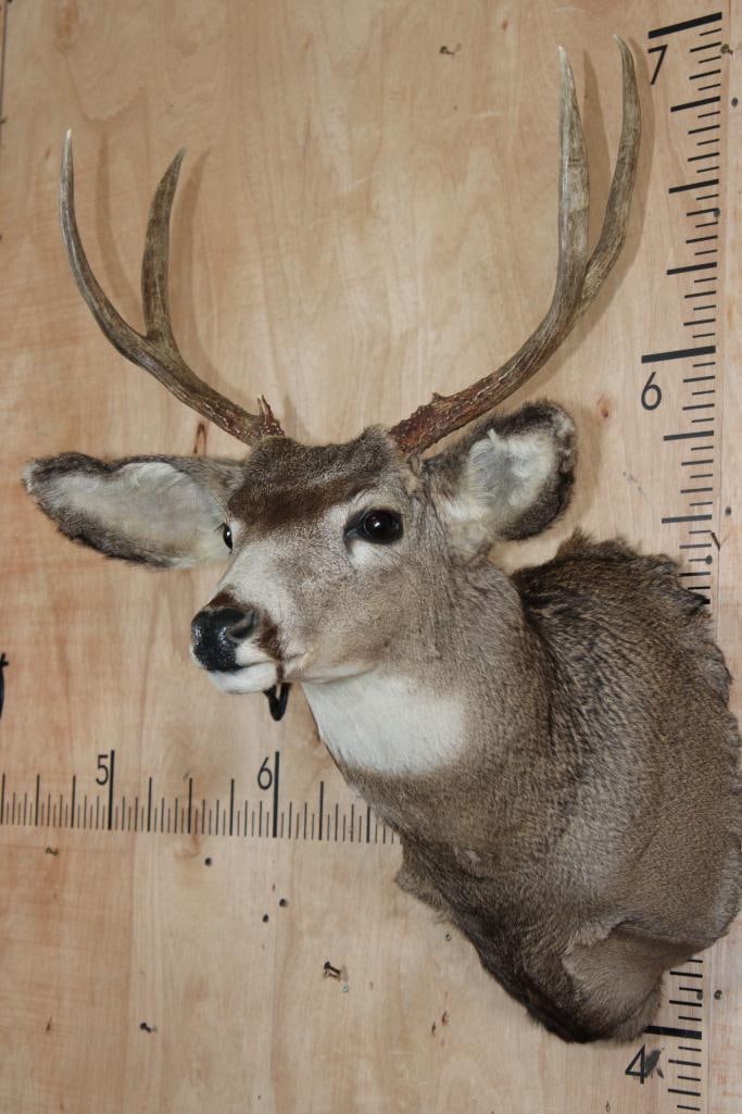Smaller 4-Point MULE DEER Shoulder Mount - 4