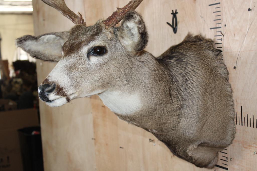 Smaller 4-Point MULE DEER Shoulder Mount - 5