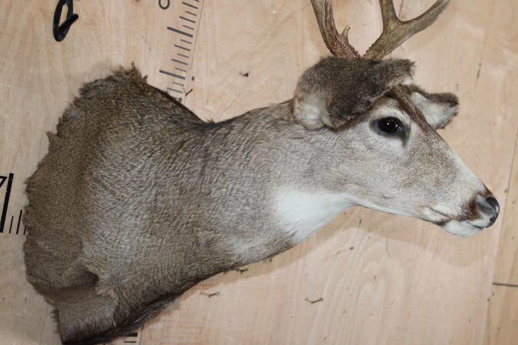 Smaller 4-Point MULE DEER Shoulder Mount - 6