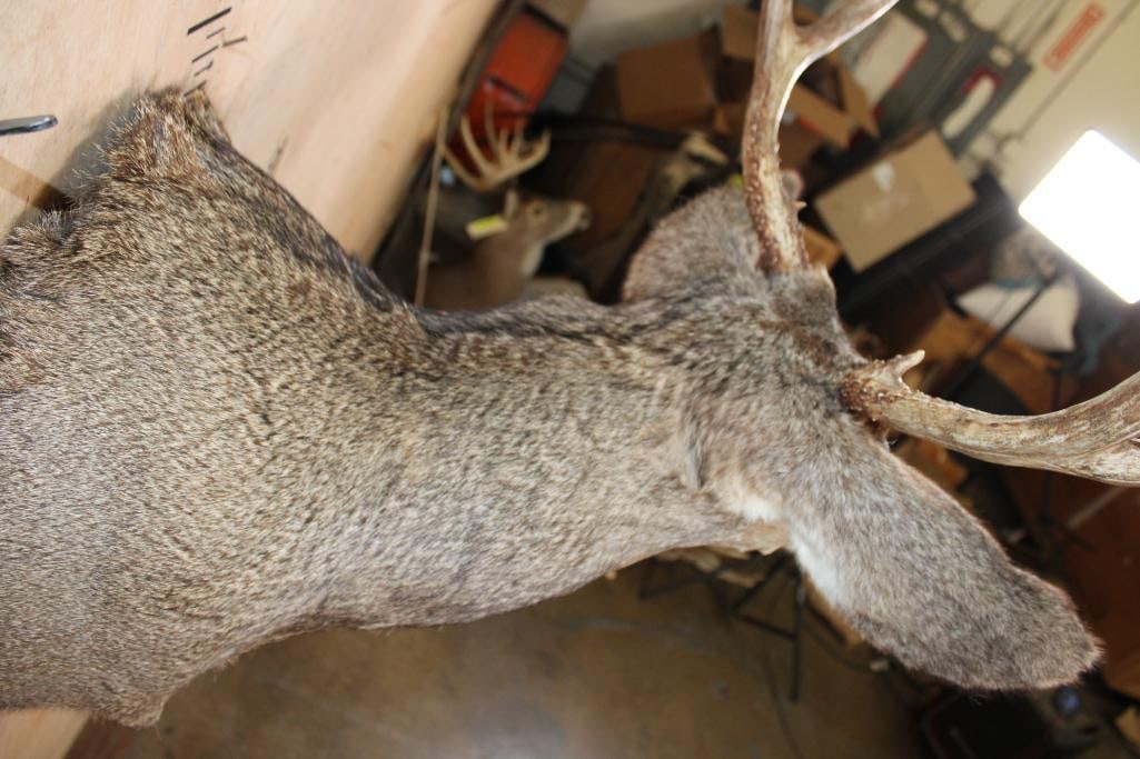 Smaller 4-Point MULE DEER Shoulder Mount - 7