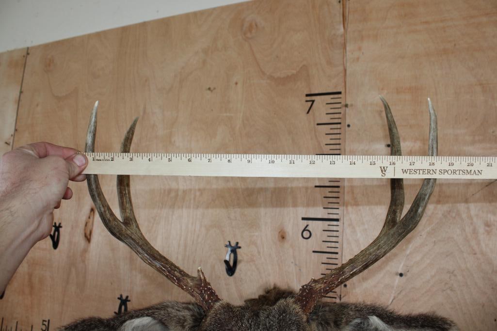Smaller 4-Point MULE DEER Shoulder Mount - 8