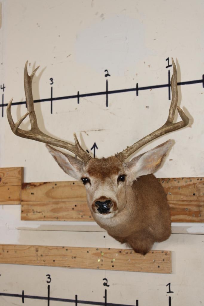 7-Point MULE DEER Shoulder Mount (1 of 8)