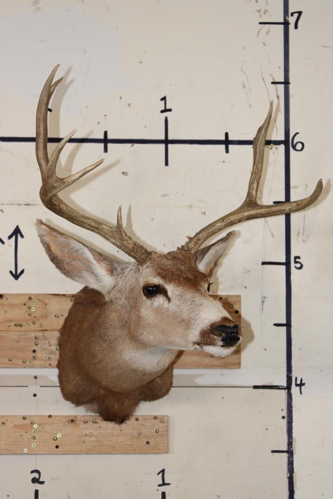 7-Point MULE DEER Shoulder Mount - 2