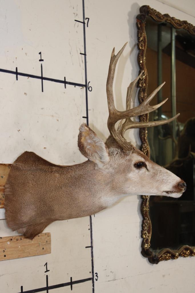 7-Point MULE DEER Shoulder Mount - 3