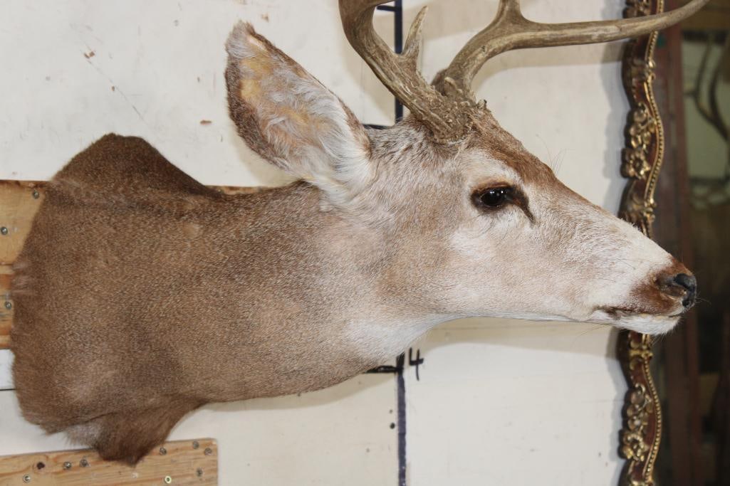 7-Point MULE DEER Shoulder Mount - 4
