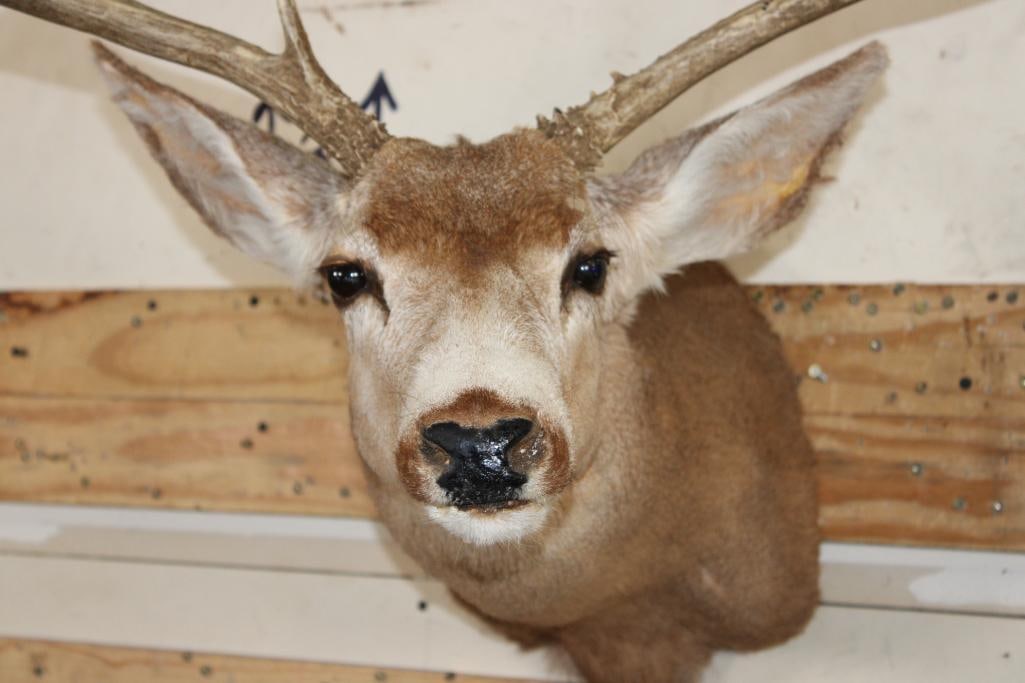 7-Point MULE DEER Shoulder Mount - 5