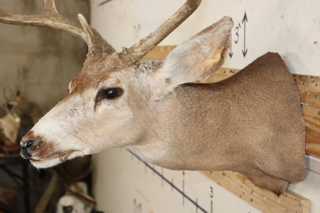 7-Point MULE DEER Shoulder Mount - 6