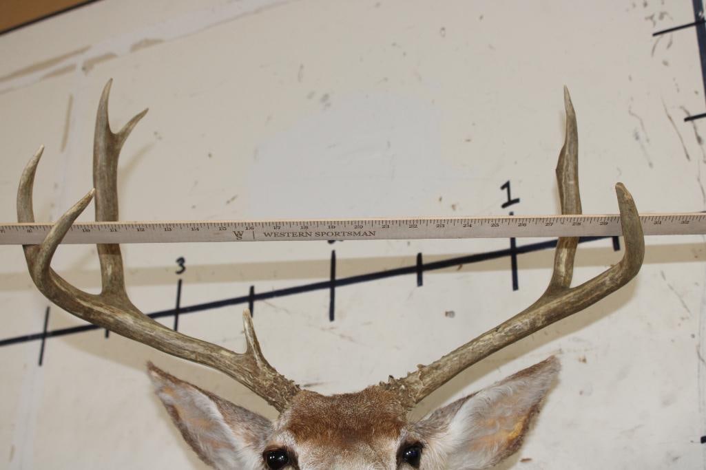 7-Point MULE DEER Shoulder Mount - 8