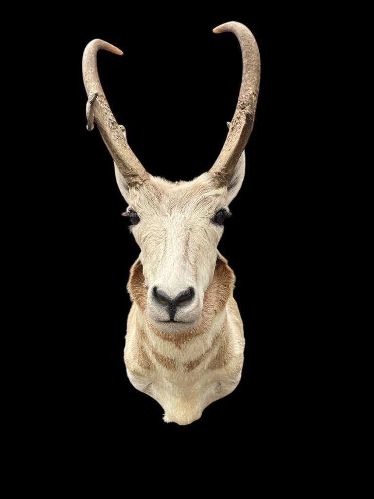 PRONGHORN Antelope Shoulder Mount: PRONGHORN Antelope Shoulder Mount. The Horns measure 12.5" Long each and the Total Mount measures 31" Tall x 16" Depth (from the wall). TAXIDERMY 