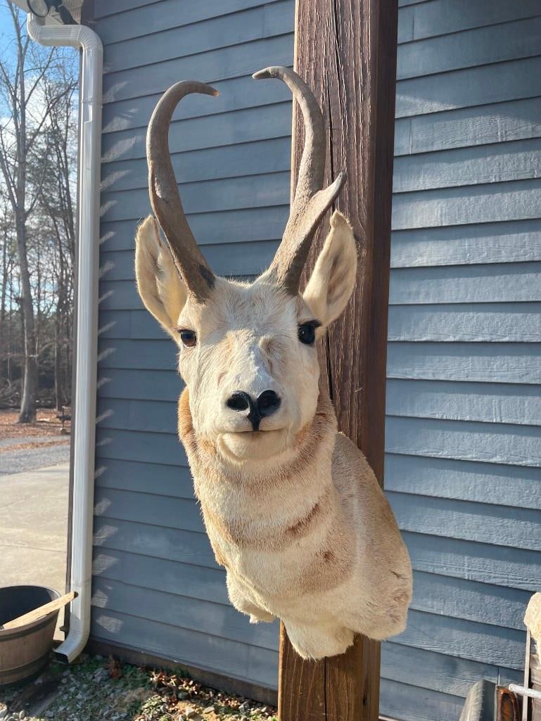 PRONGHORN Antelope Shoulder Mount - 2