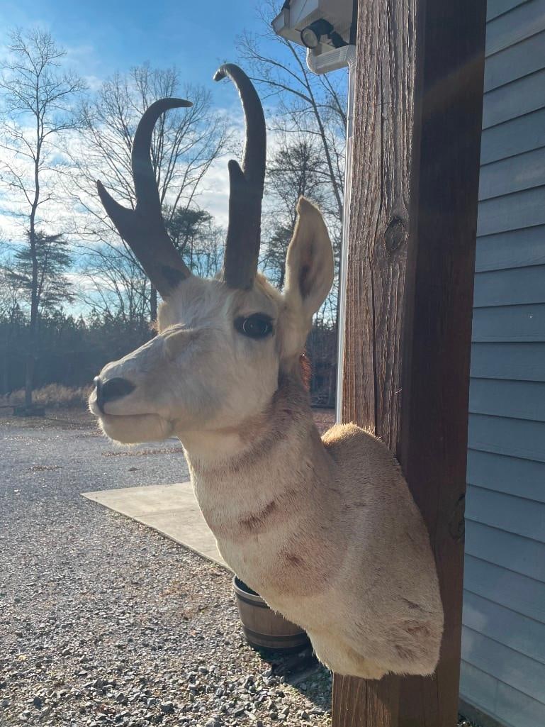 PRONGHORN Antelope Shoulder Mount - 3