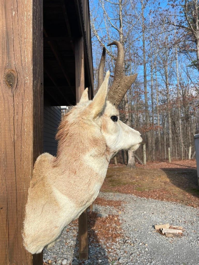 PRONGHORN Antelope Shoulder Mount - 4
