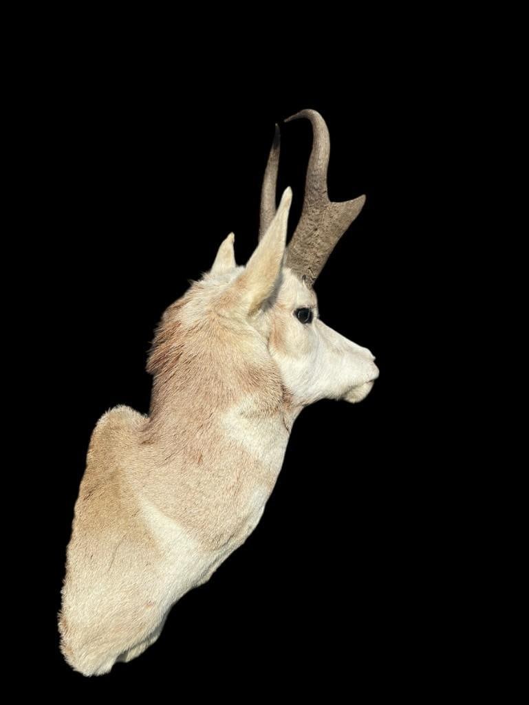 PRONGHORN Antelope Shoulder Mount - 5