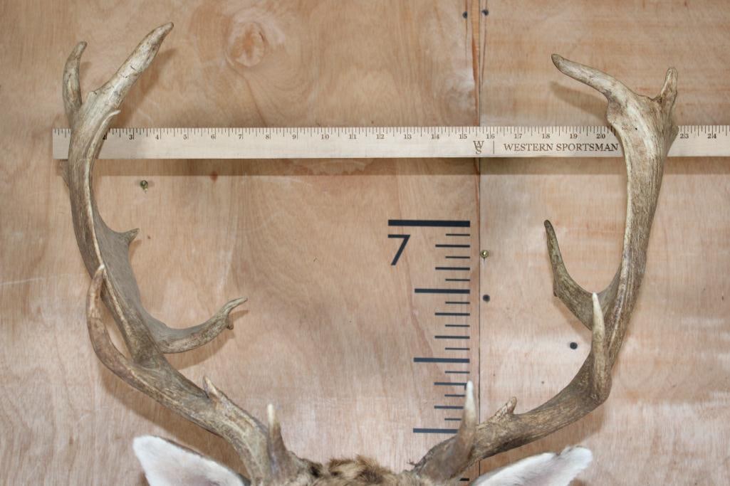 18-Point COMMON FALLOW DEER Shoulder Mount - 10