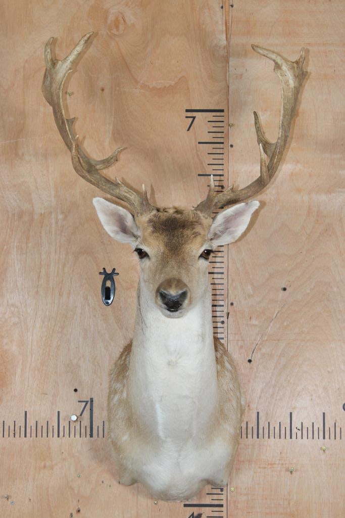 18-Point COMMON FALLOW DEER Shoulder Mount: 18-Point COMMON FALLOW DEER Shoulder Mount. It has a 22" Spread, there are 2 minor hide rubs. Otherwise, it is in Good Condition. TAXIDERMY 