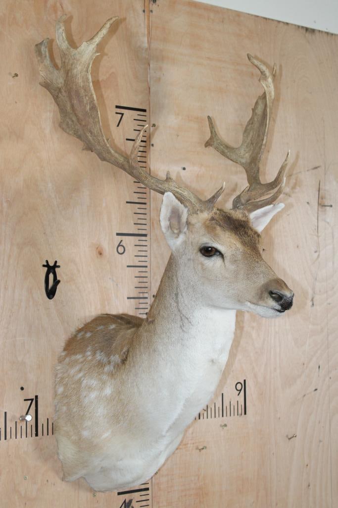 18-Point COMMON FALLOW DEER Shoulder Mount - 3