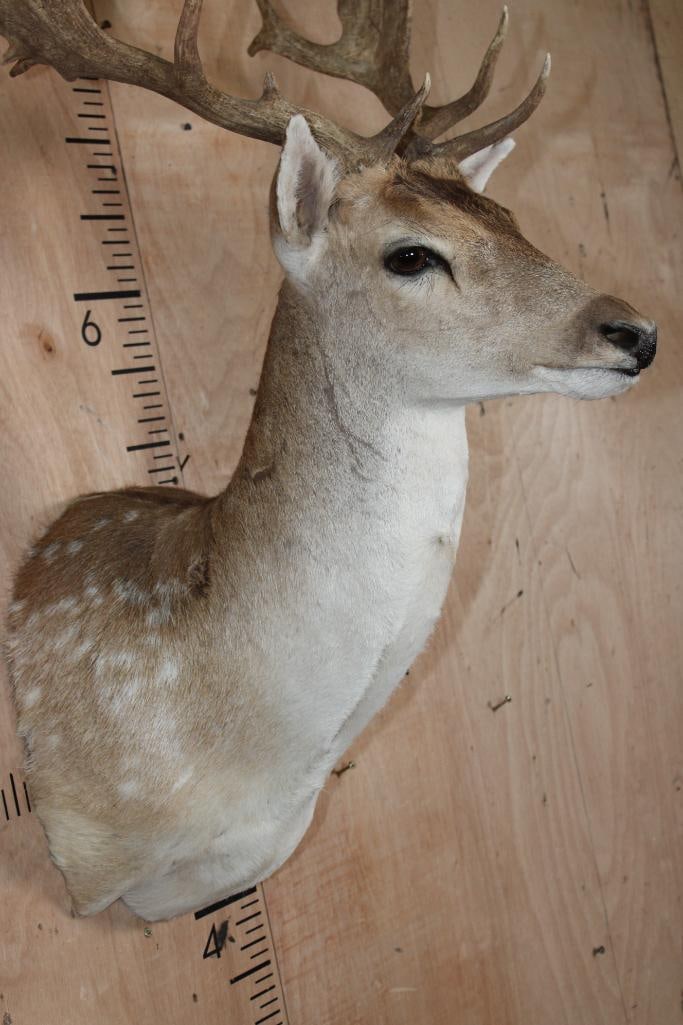18-Point COMMON FALLOW DEER Shoulder Mount - 4
