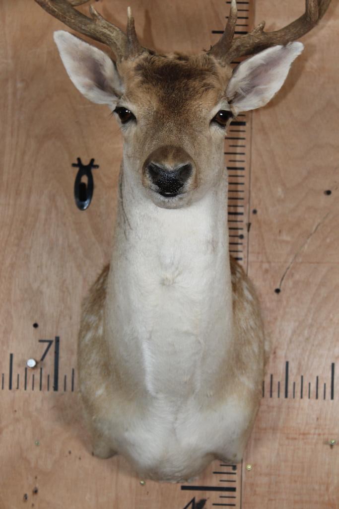 18-Point COMMON FALLOW DEER Shoulder Mount - 5