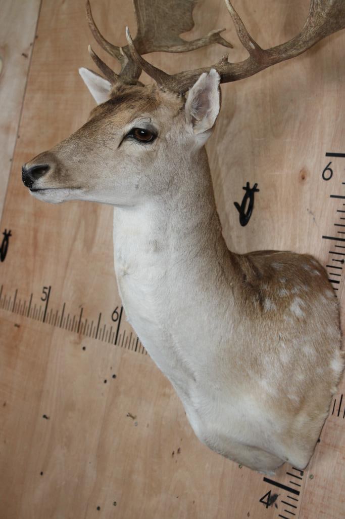 18-Point COMMON FALLOW DEER Shoulder Mount - 6