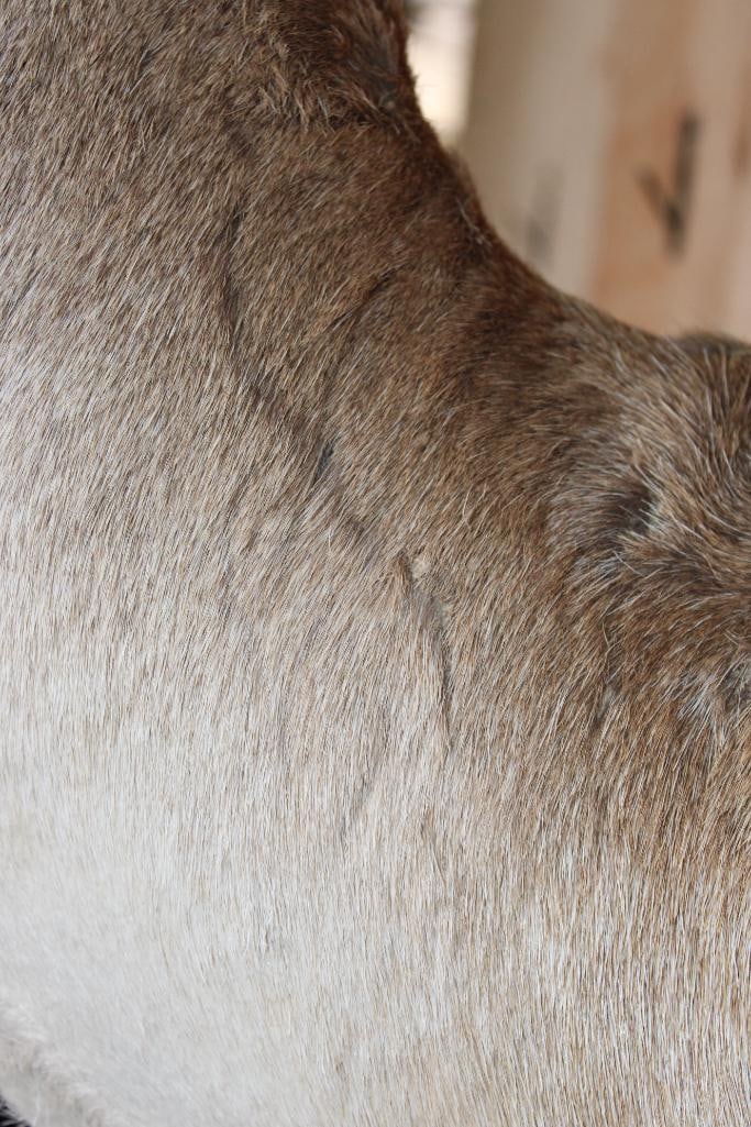 18-Point COMMON FALLOW DEER Shoulder Mount - 7