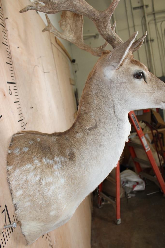 18-Point COMMON FALLOW DEER Shoulder Mount - 8