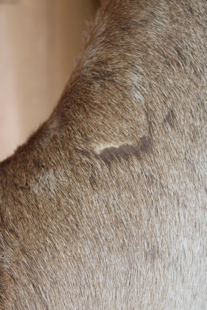 18-Point COMMON FALLOW DEER Shoulder Mount - 9