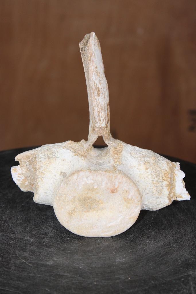 Fossilized MOSASAUR VERTEBRAE Specimen: Fossilized MOSASAUR VERTEBRAE Specimen. It measures 6.25" Tall x 5.5" Wide x 2" Thick and the Total Weight is 1 lb. Mosasaur vertebrae are Cretaceous-era fossils from giant marine reptiles.