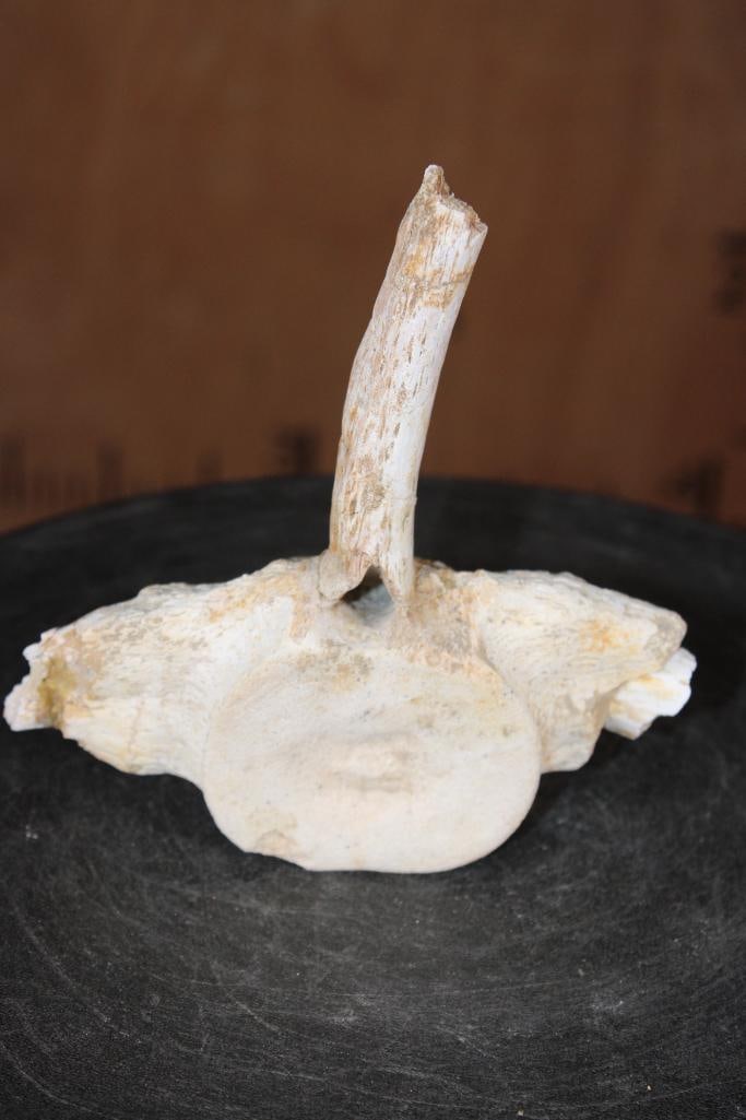 Fossilized MOSASAUR VERTEBRAE Specimen - 3