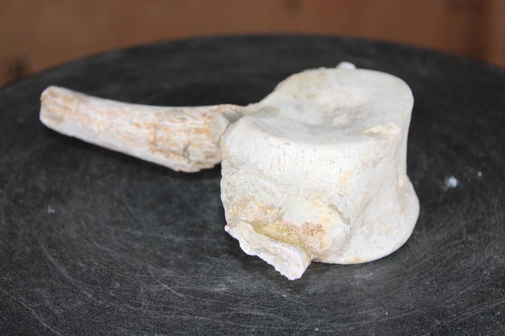 Fossilized MOSASAUR VERTEBRAE Specimen - 4