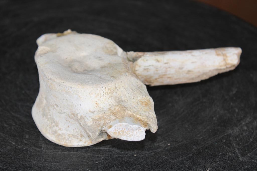 Fossilized MOSASAUR VERTEBRAE Specimen - 5