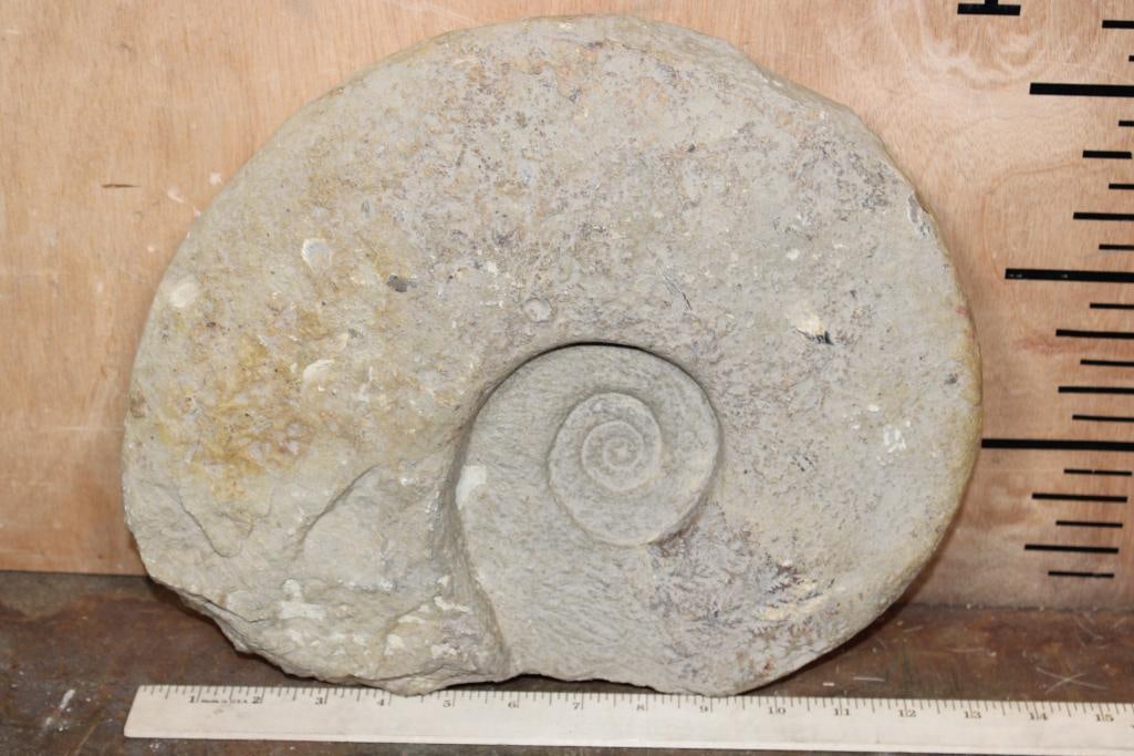 XL AMMONITE FOSSIL Specimen, Weight: 18 lbs - 2