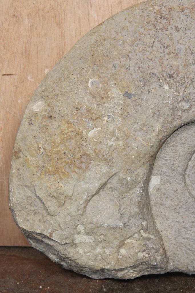 XL AMMONITE FOSSIL Specimen, Weight: 18 lbs - 3