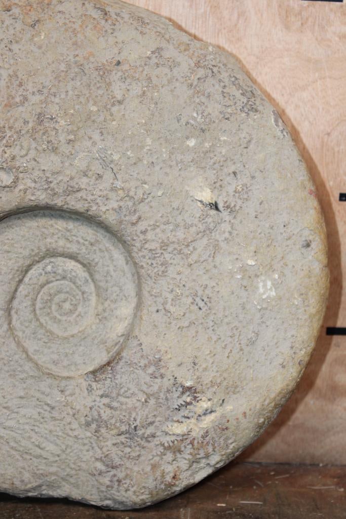 XL AMMONITE FOSSIL Specimen, Weight: 18 lbs - 4