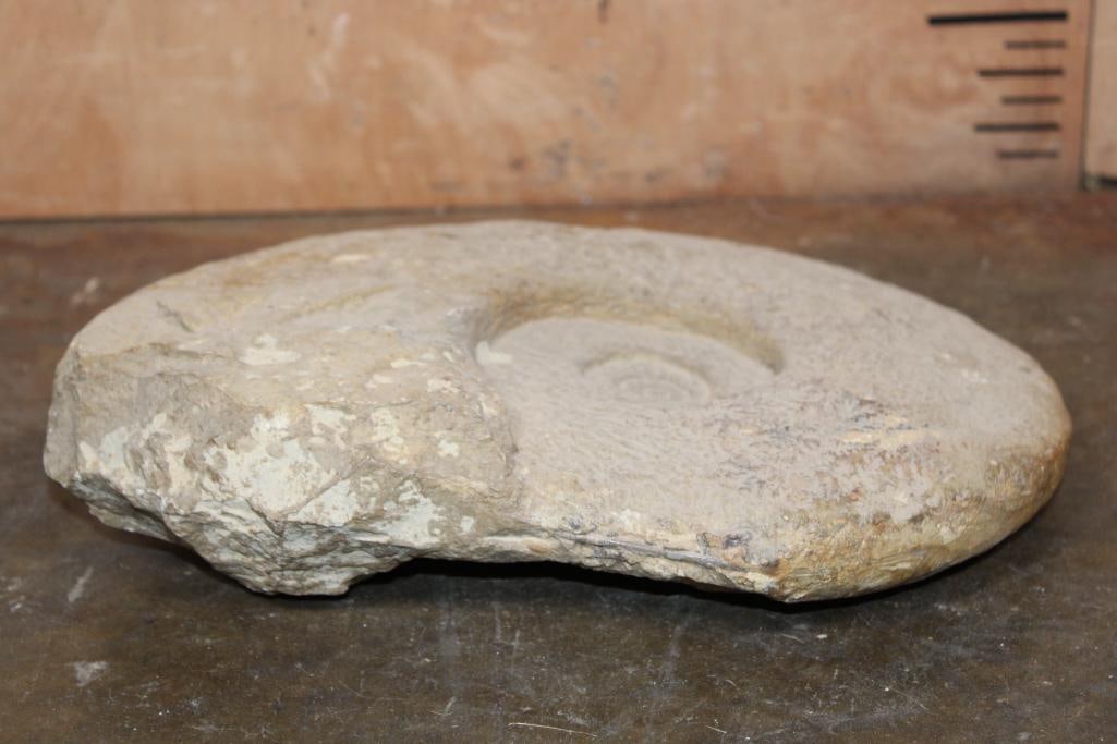 XL AMMONITE FOSSIL Specimen, Weight: 18 lbs - 5