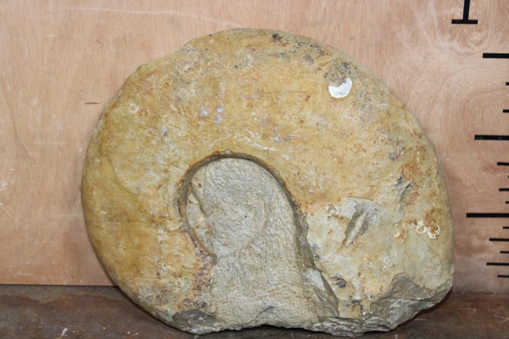 XL AMMONITE FOSSIL Specimen, Weight: 18 lbs - 6