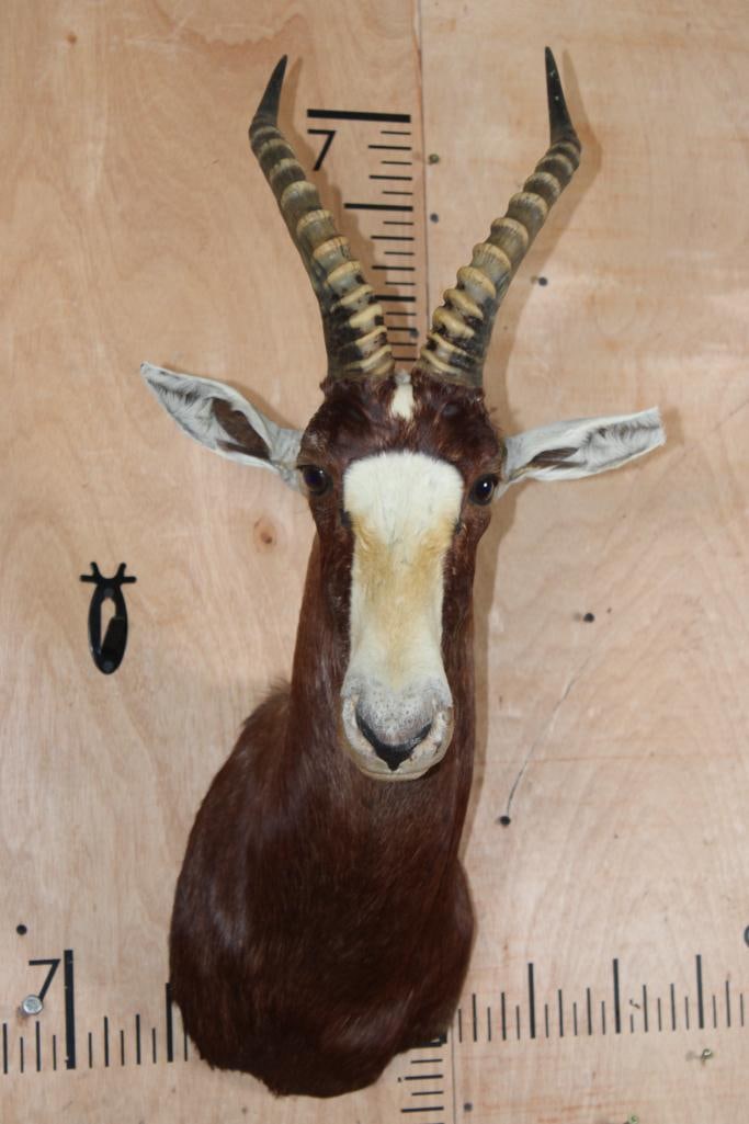 BLESBOK Shoulder Mount (1 of 8)