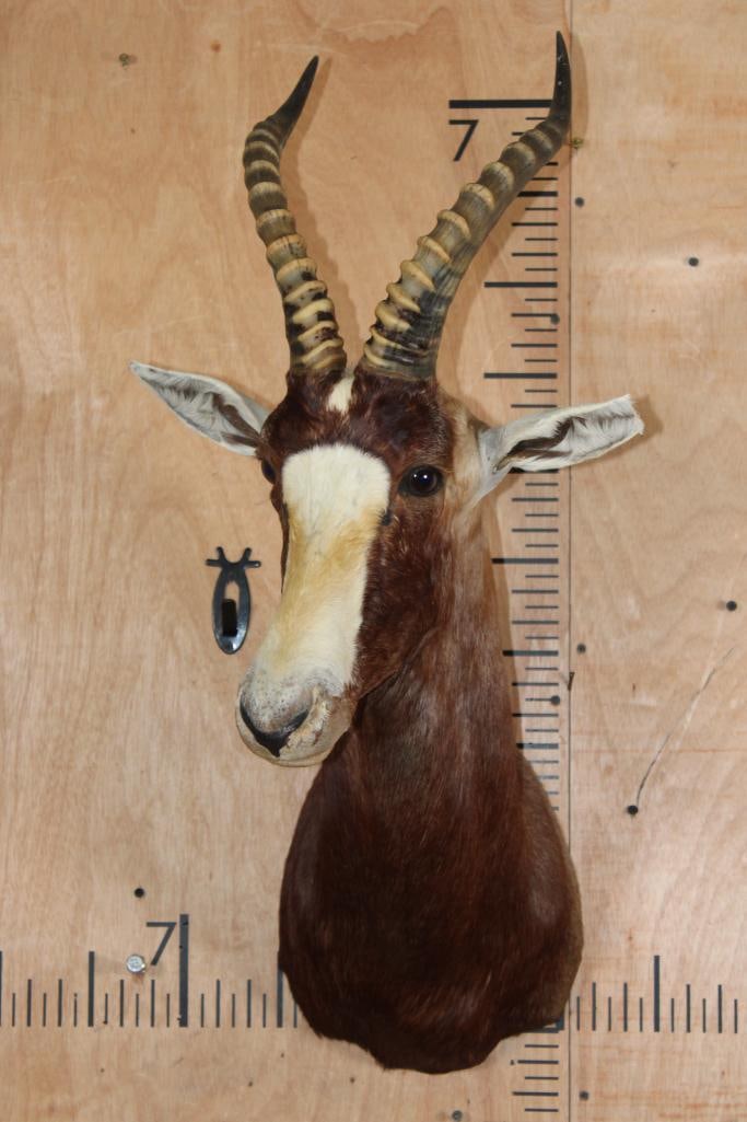 BLESBOK Shoulder Mount - 2