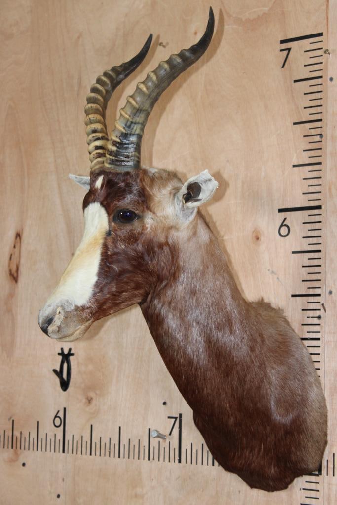 BLESBOK Shoulder Mount - 3