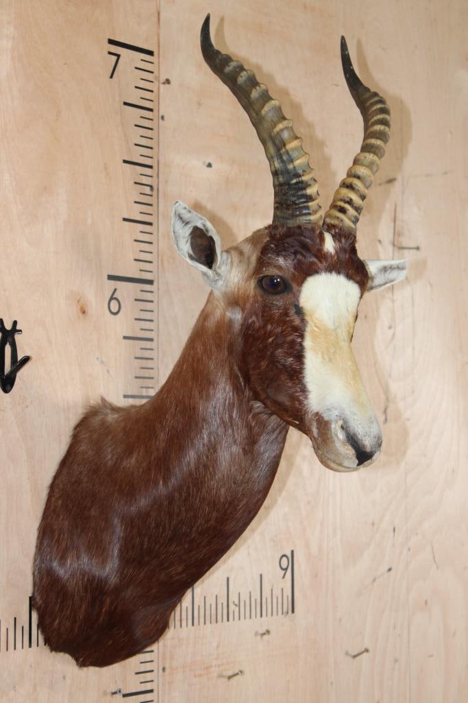 BLESBOK Shoulder Mount - 4