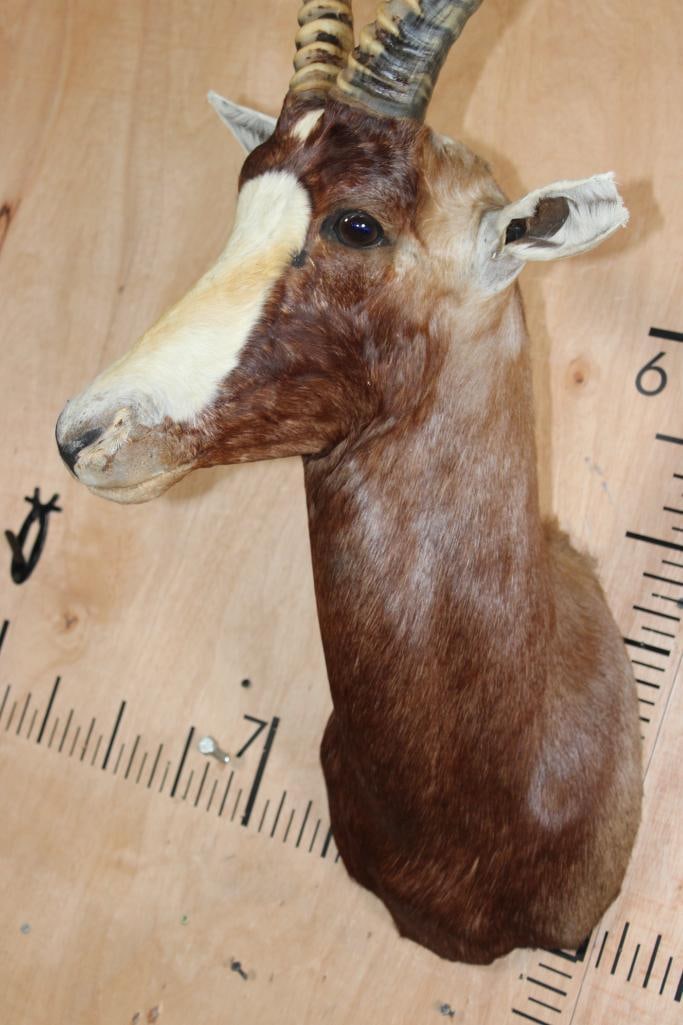 BLESBOK Shoulder Mount - 6