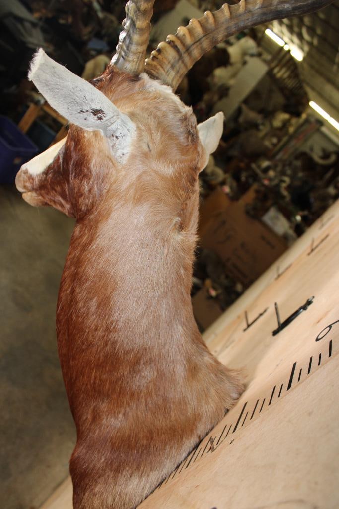 BLESBOK Shoulder Mount - 7