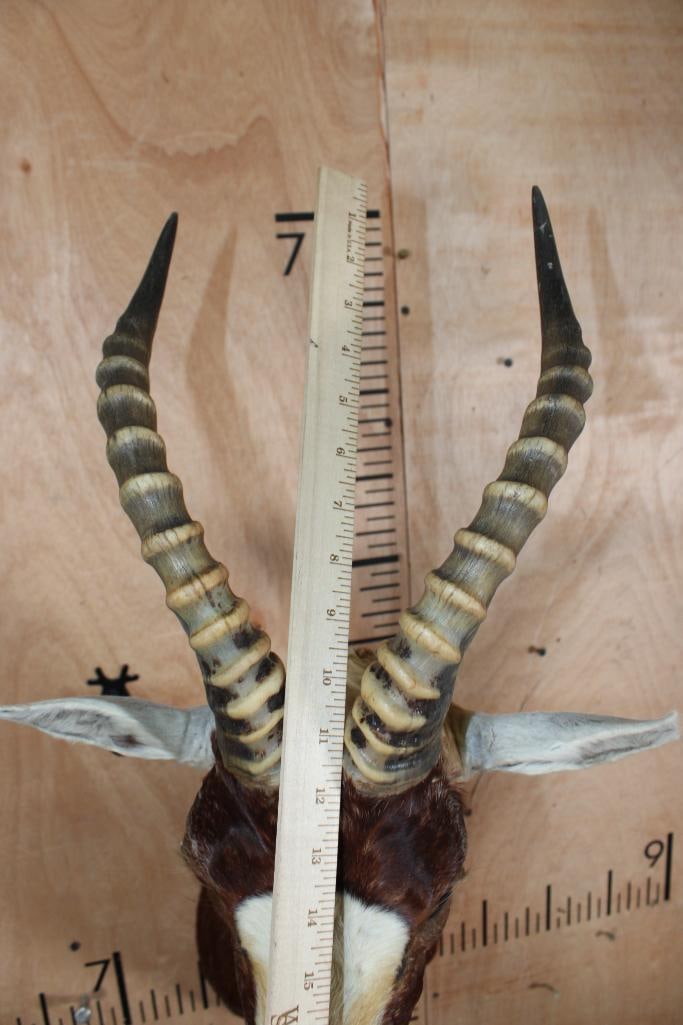 BLESBOK Shoulder Mount - 8