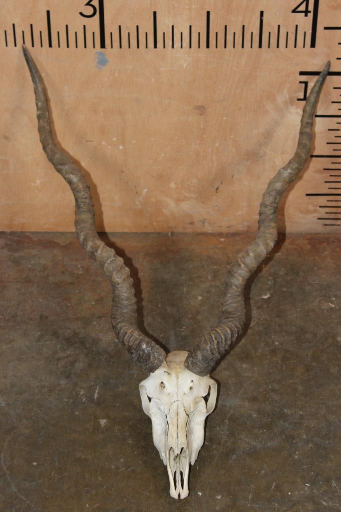 BLACKBUCK Skull with Removable Horns: BLACKBUCK Skull with Removable Horns. It has all the teeth except for 2. TAXIDERMY SKULLS 