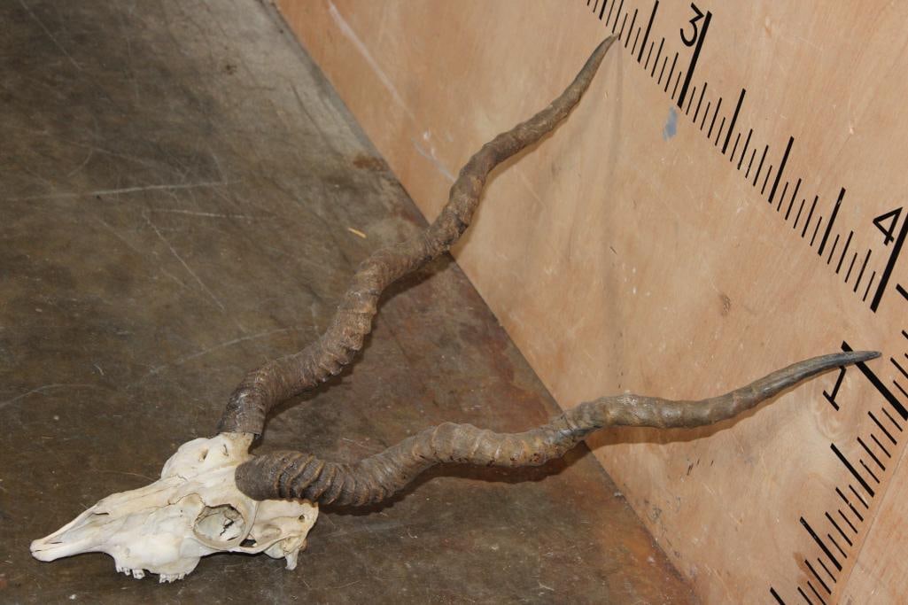 BLACKBUCK Skull with Removable Horns - 2