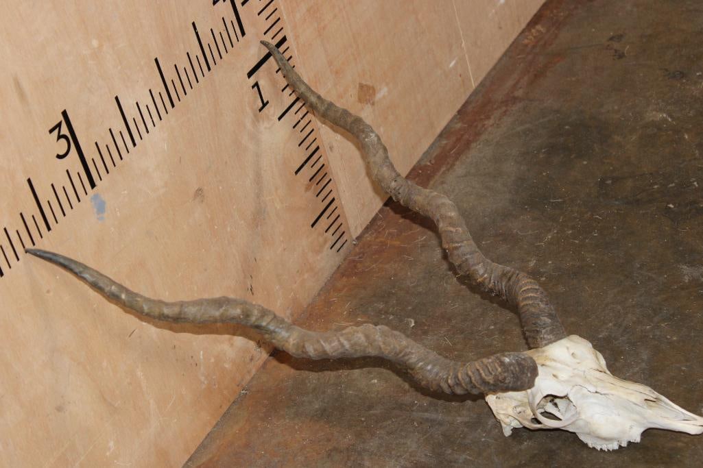 BLACKBUCK Skull with Removable Horns - 3